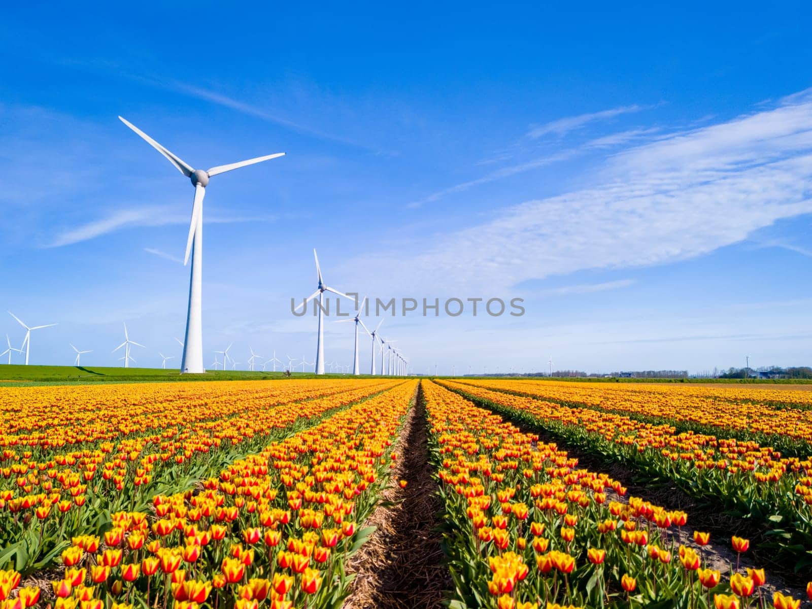 A vast field of colorful flowers sways gracefully in the wind, with towering windmills in the background by fokkebok