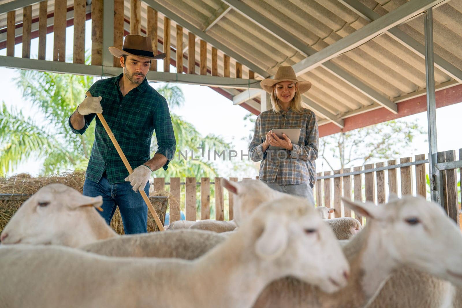 Caucasian man and woman farmers work together with man use bloom to clean stable and woman use tablet to check and take care sheep in concept of smart farming.