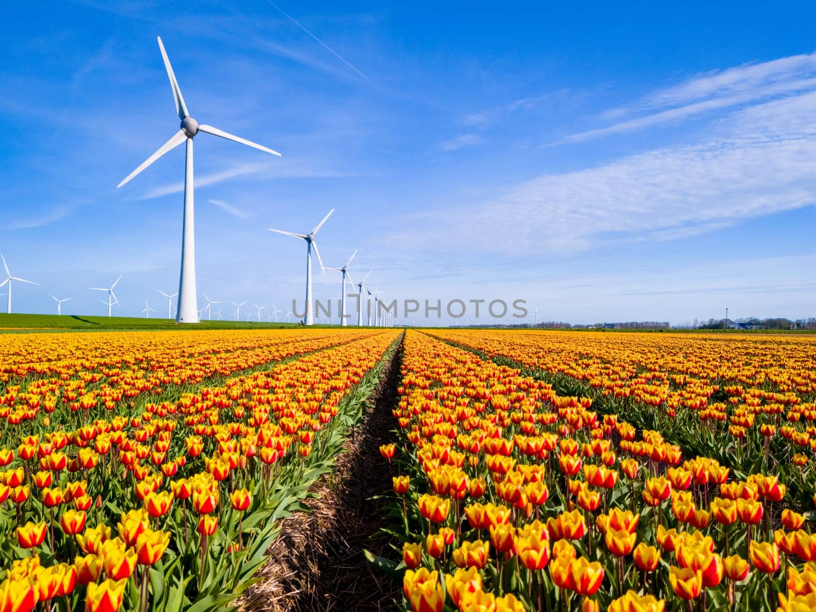 A picturesque scene of colorful flowers swaying in a field with towering windmills spinning in the background, set in the Netherlands Flevoland during the vibrant season of Spring. windmill turbines