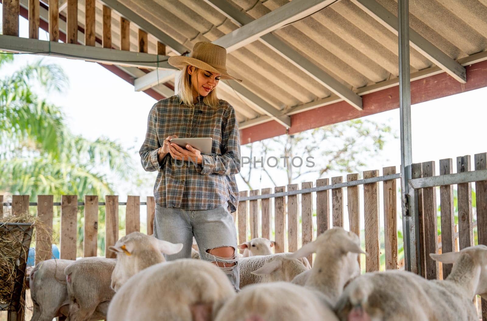 Caucasian beautiful woman farmer hold tablet and walk around to check health and take care sheep in stable of her farm in concept of smart farming and technology support in workplace. by nrradmin