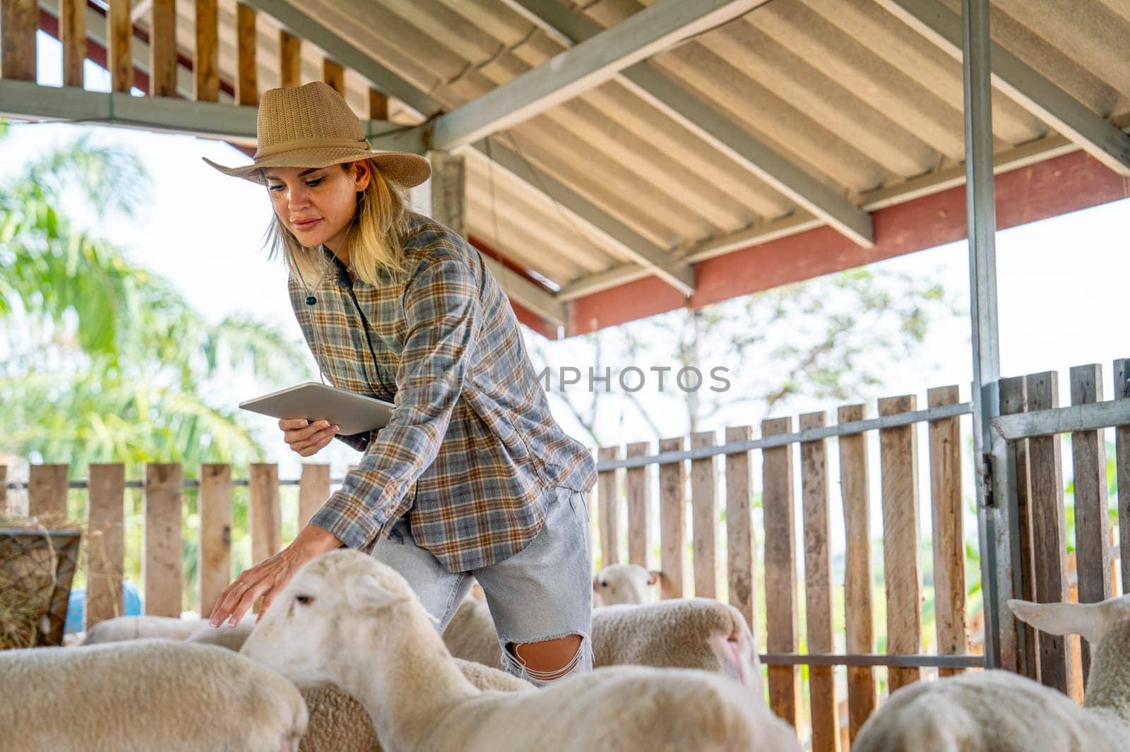 Caucasian beautiful woman farmer hold tablet and walk around to check health and take care sheep in stable of her farm in concept of smart farming and technology support in workplace.