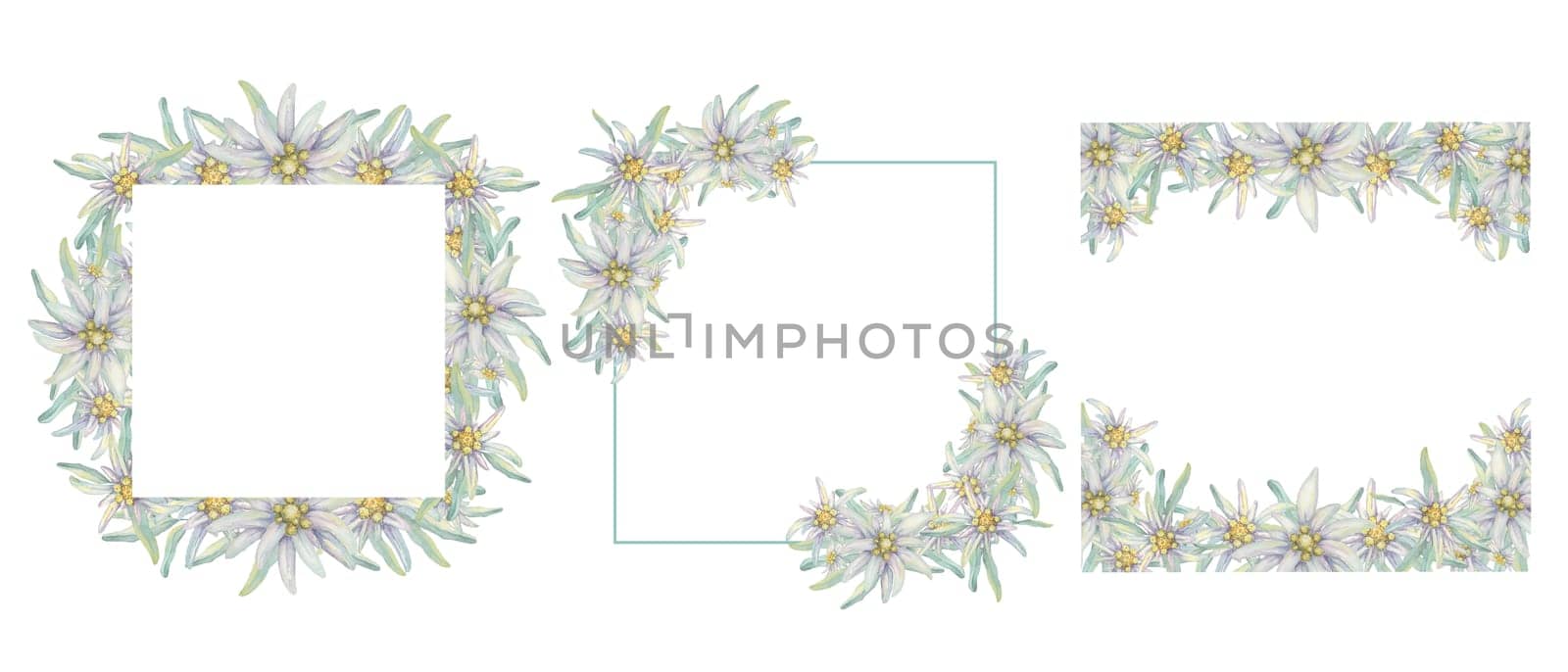 Set of square frames with alpine edelweiss. Hand drawn wildflower watercolor clipart, rustic style, pale colors. Wedding design templates for cards, invitations, printing isolated on white background