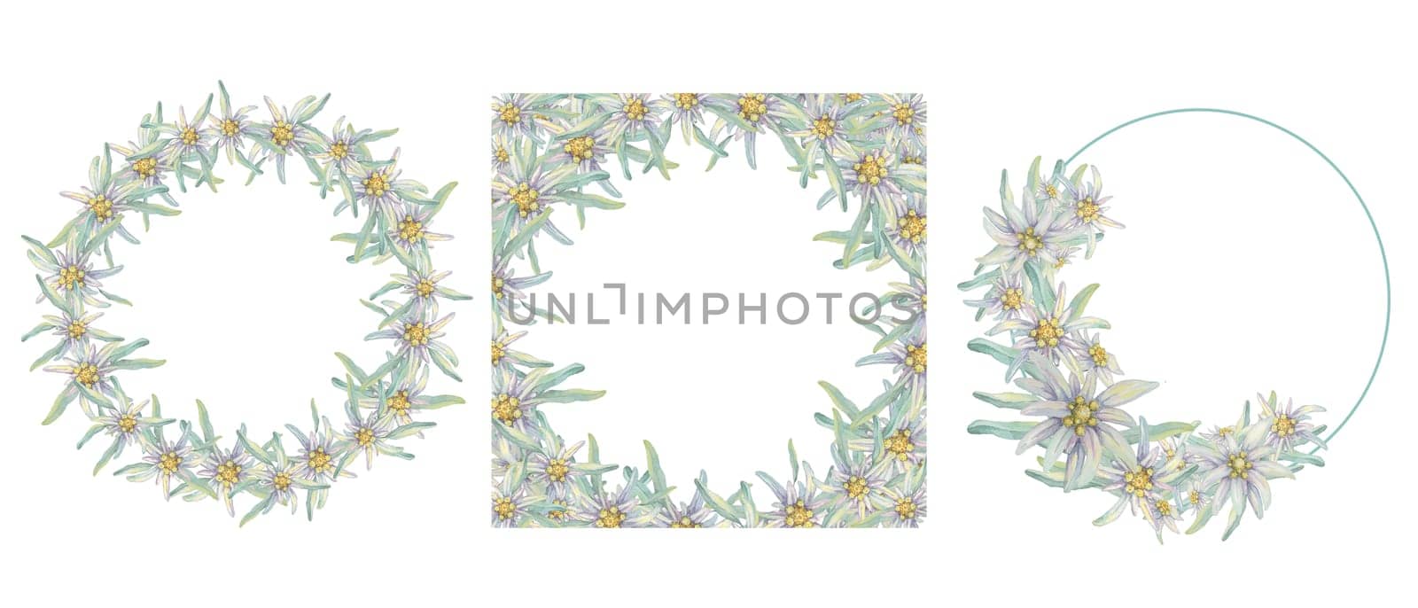 Set of circle frames with alpine edelweiss. Hand drawn wildflower watercolor clipart, rustic style, pale colors. Wedding round design templates for cards, invitations, printing isolated on white