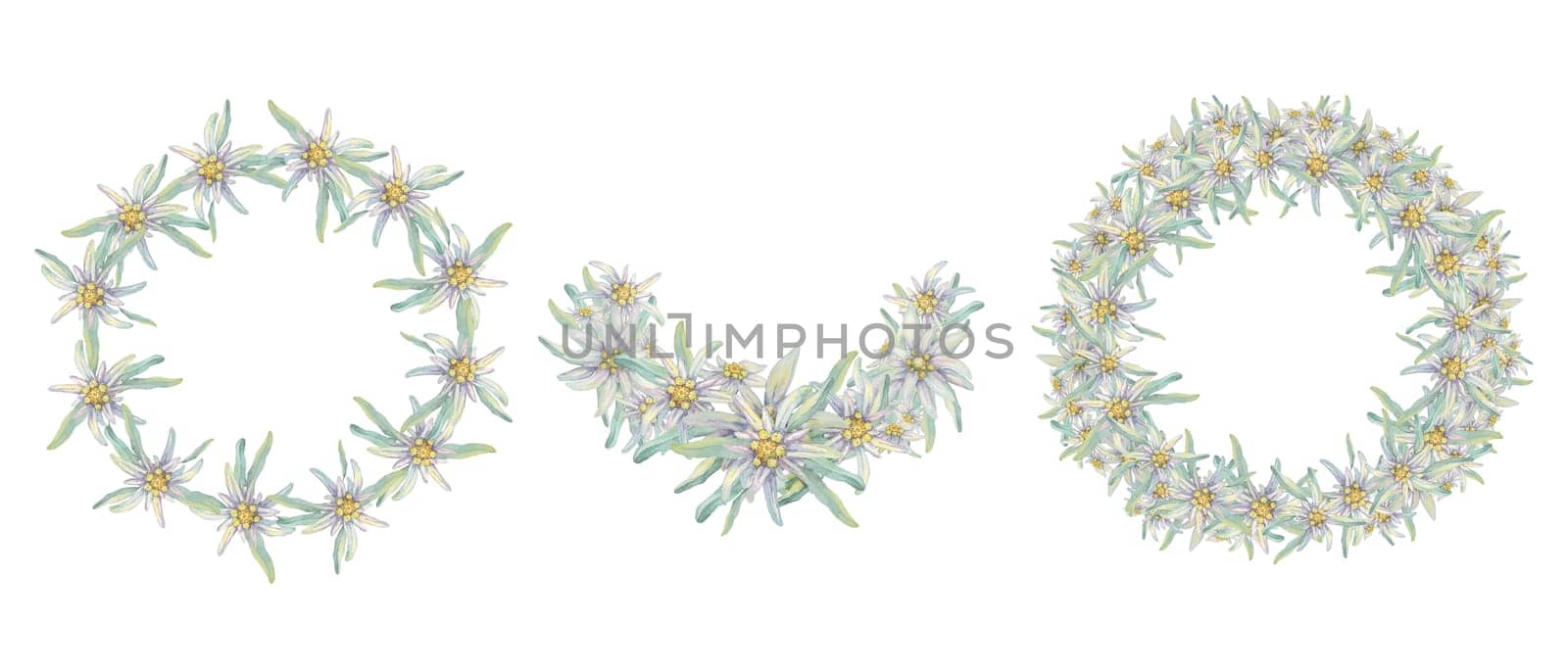 Set of circle frames with alpine edelweiss. Hand drawn wildflower watercolor clipart, rustic style, pale colors. Wedding round design templates for cards, invitations, printing isolated on white