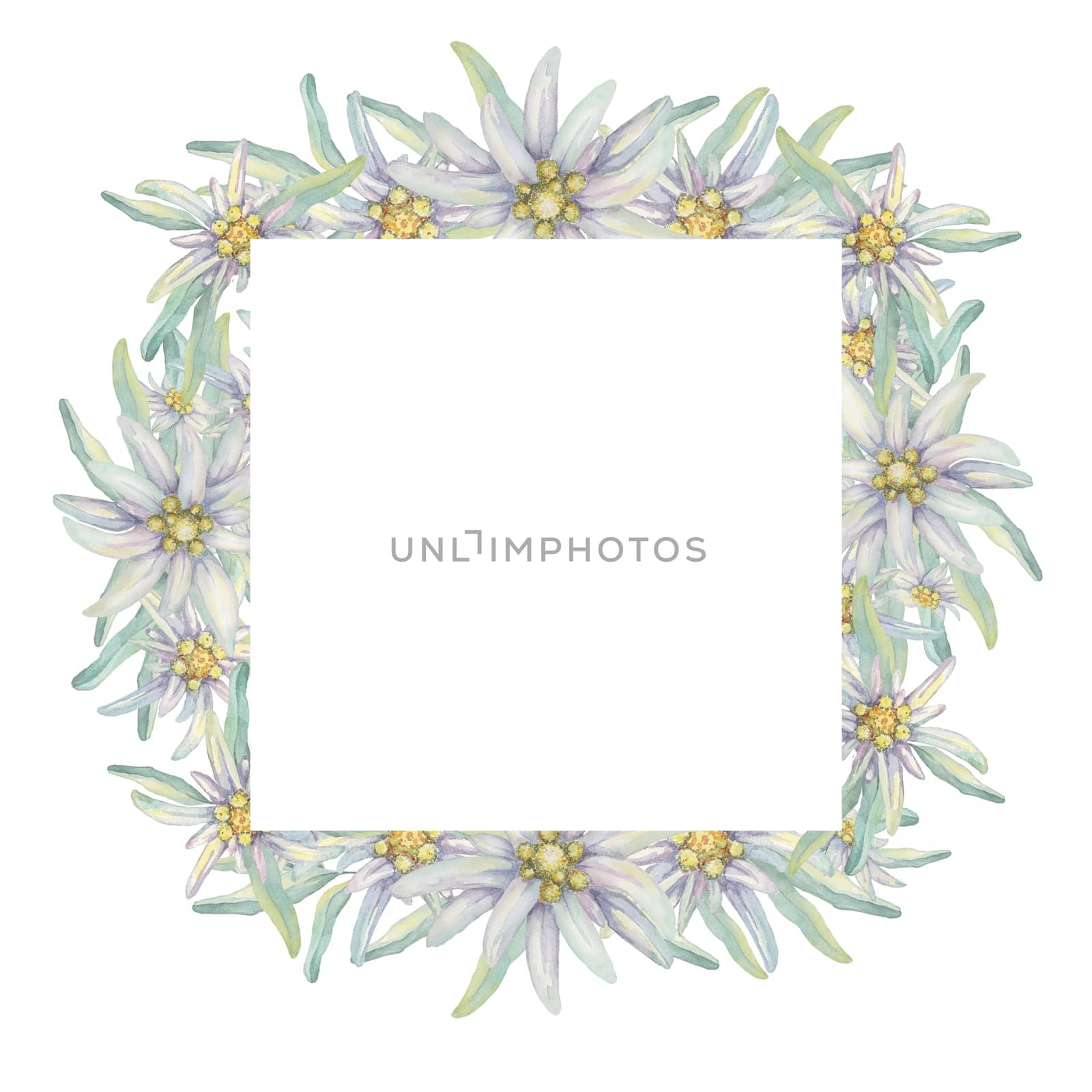 Square frame with watercolor edelweiss by Fofito