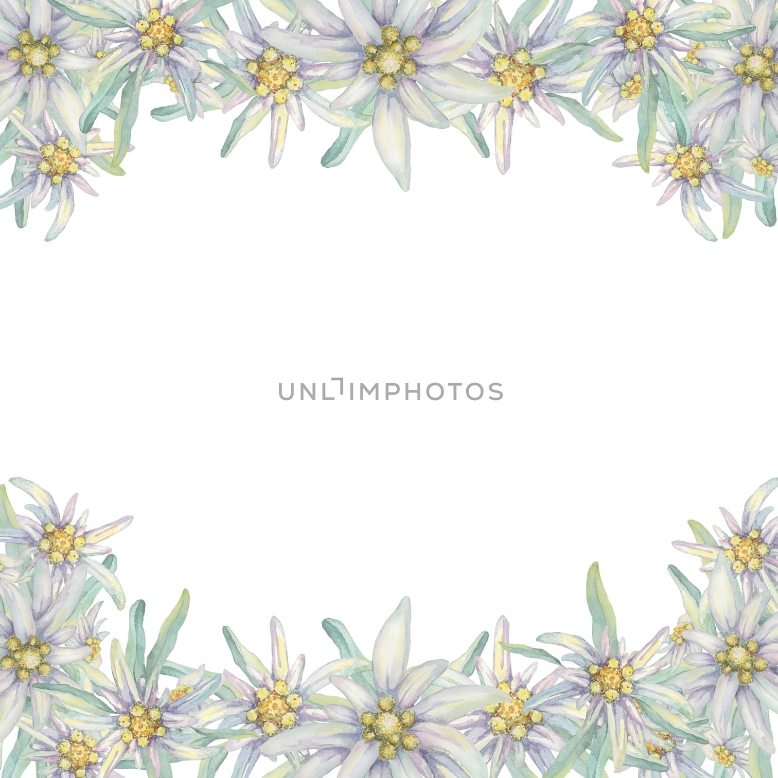 Edelweiss floral template in watercolor by Fofito