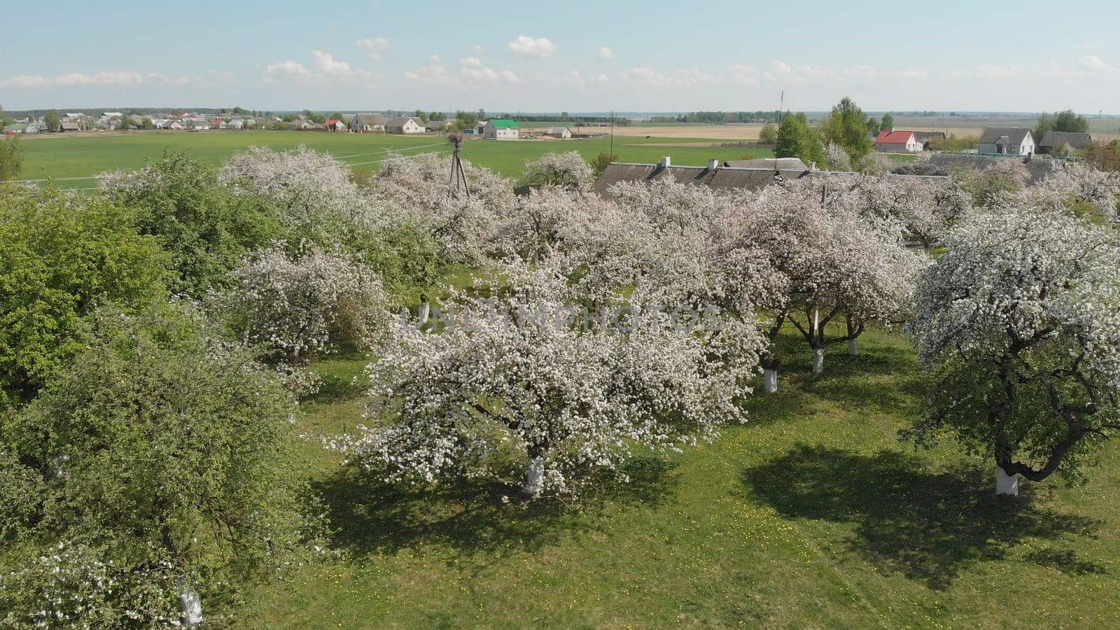 Blooming apple tree in spring time in Russia. Aerial view. by DovidPro