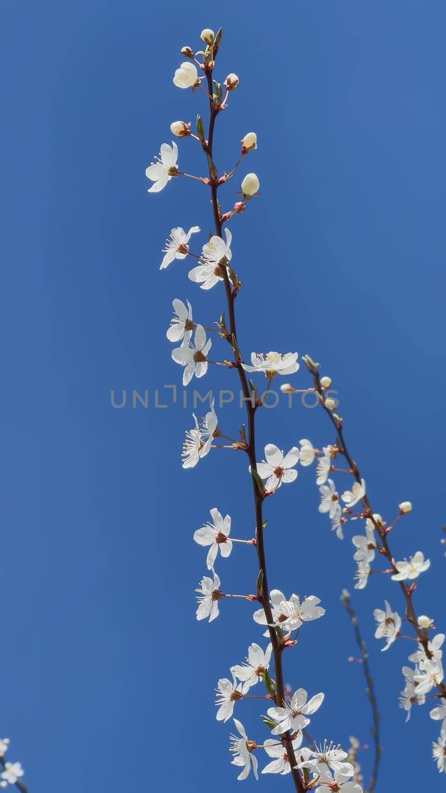 Branches of flowering cherry plums on a spring sunny day against the blue sky