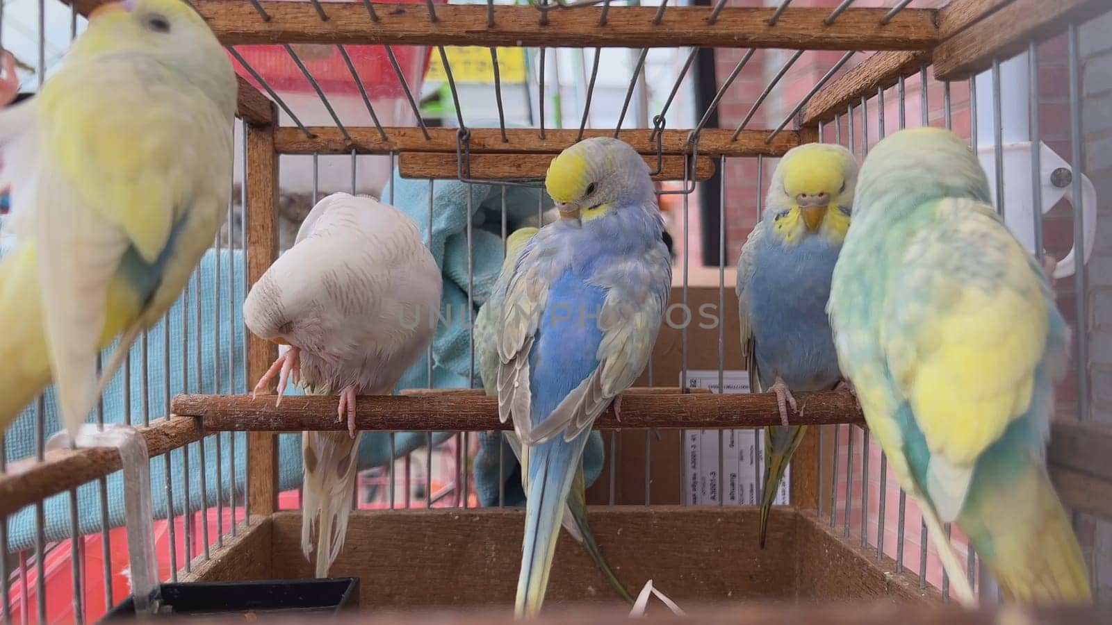 Multicolored parrots in a cage in the bazaar. Vertical video for the smartphone. by DovidPro