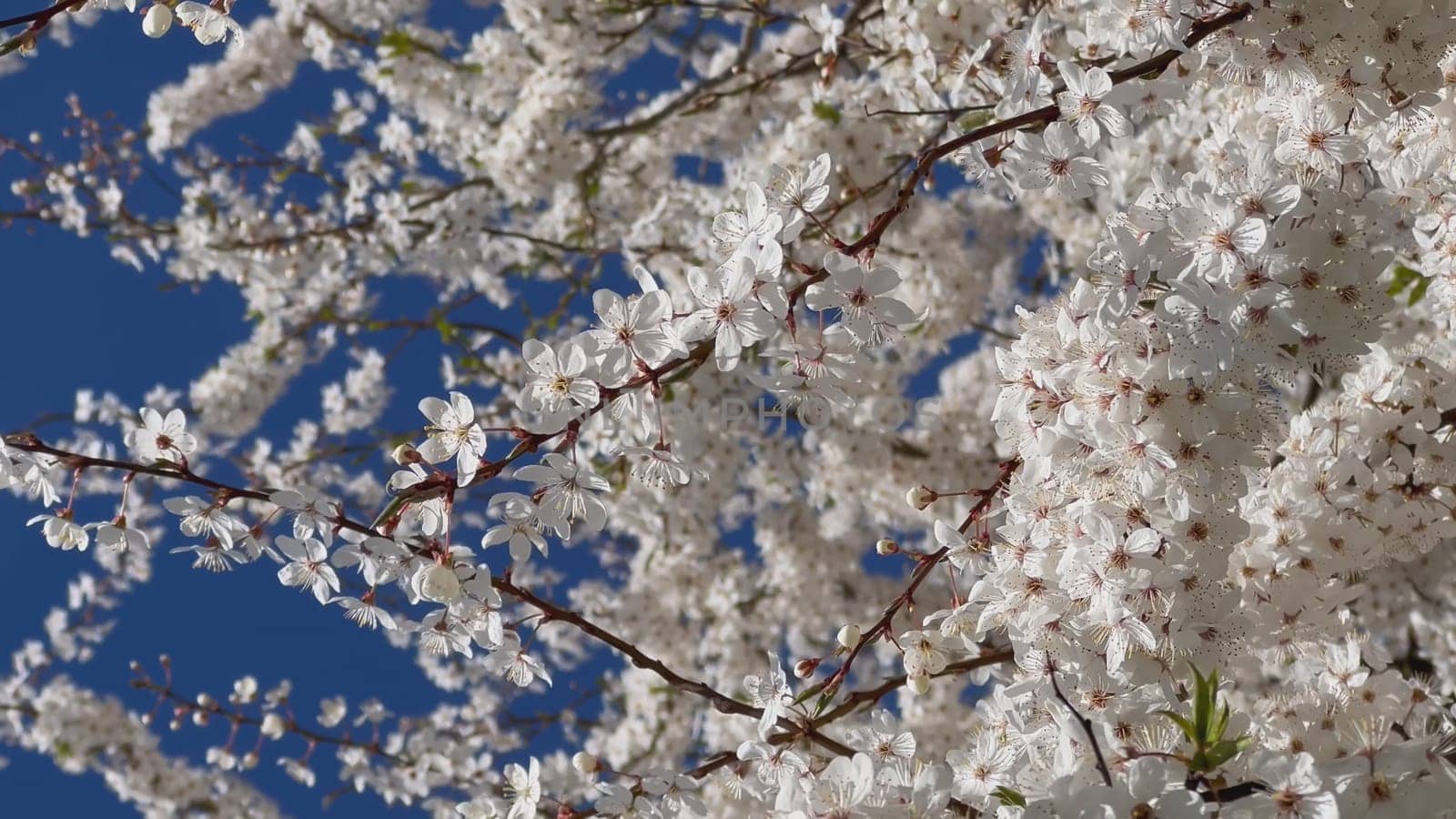 Branches of flowering cherry plums on a spring sunny day against the blue sky. by DovidPro