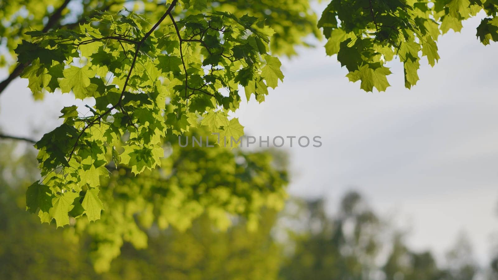 The green branches of a maple tree on a summer day