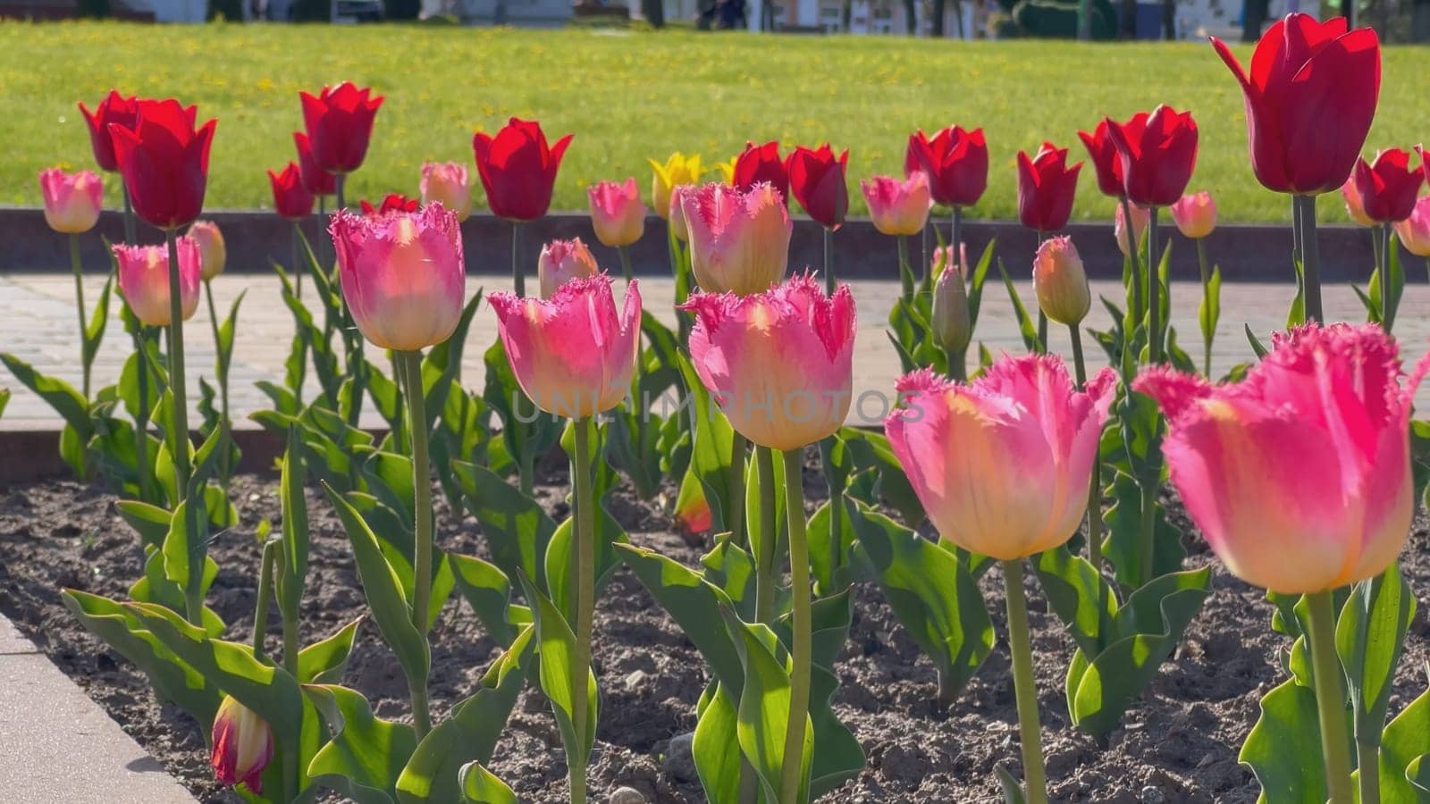 Spring tulips in the city in a flowerbed. by DovidPro