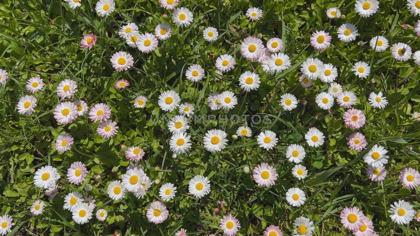 Pretty daisy flowers blooming in the meadow. by DovidPro