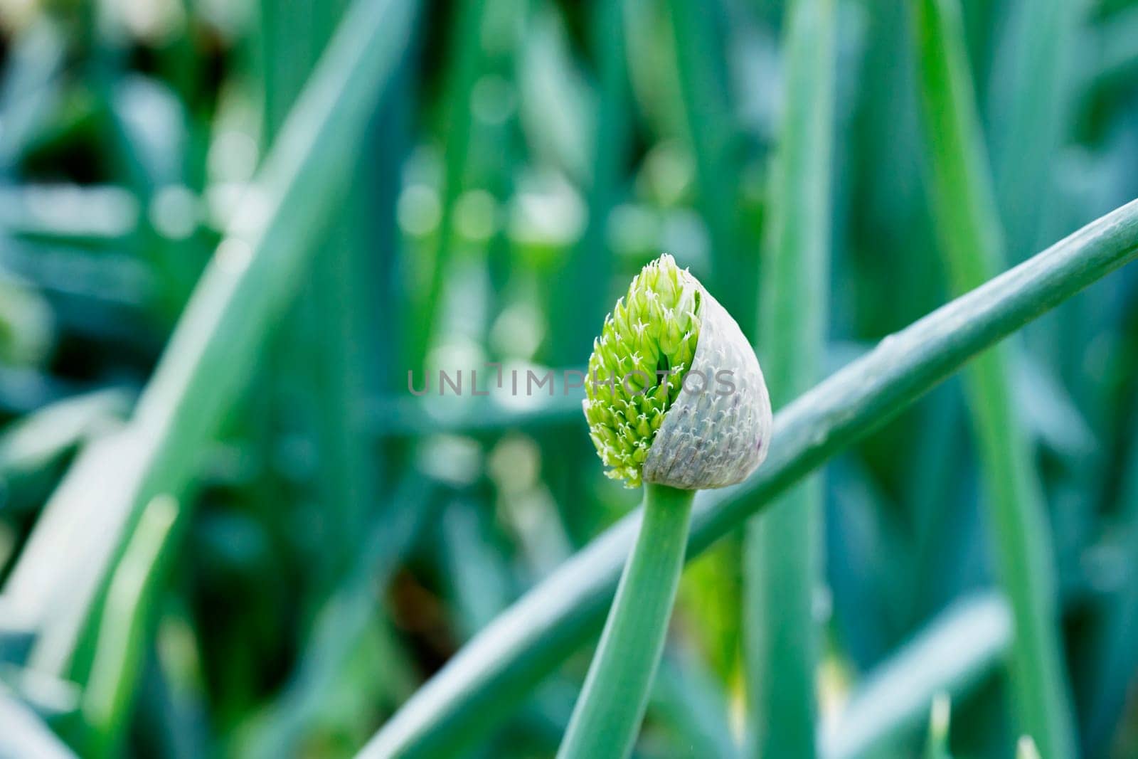 Detail of  bunching onion by victimewalker