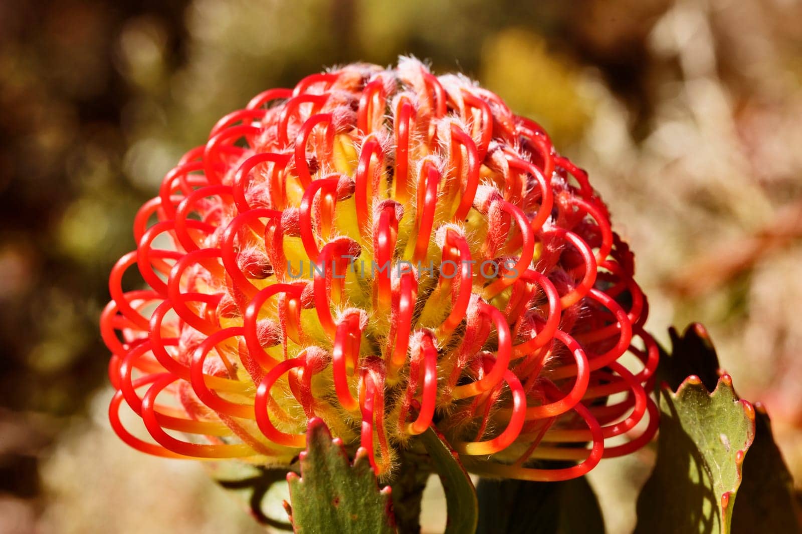 Detail of orange flame pincushion flower by victimewalker