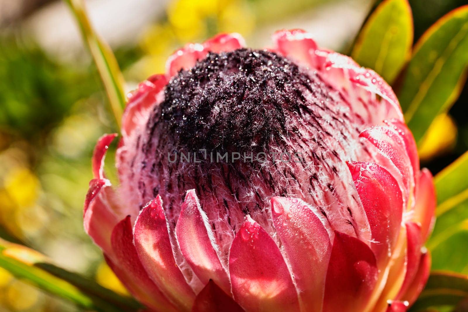Detail of  protea red flower by victimewalker
