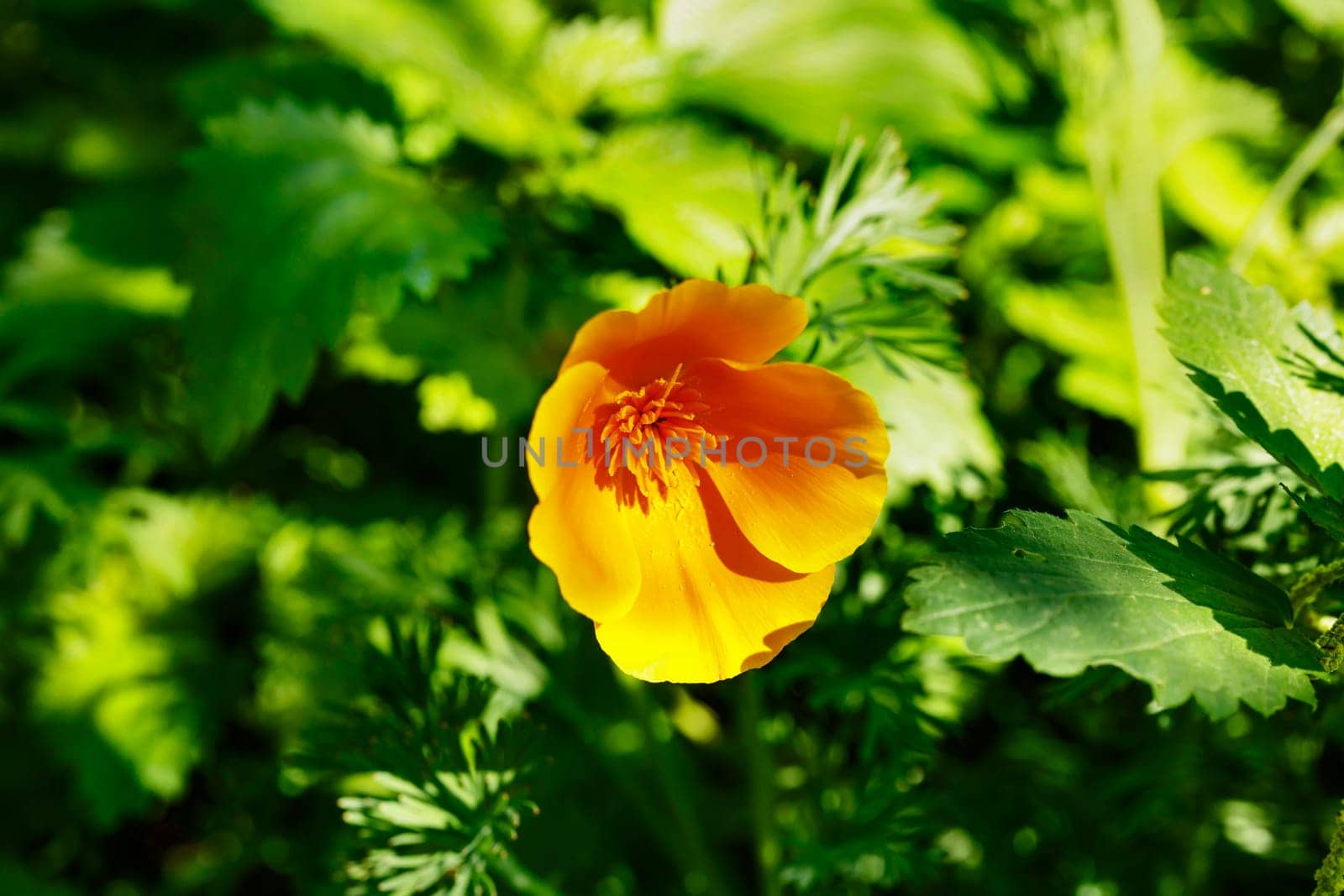Orange flower of  California golden poppy .eschscholzia plant ,it's springtime