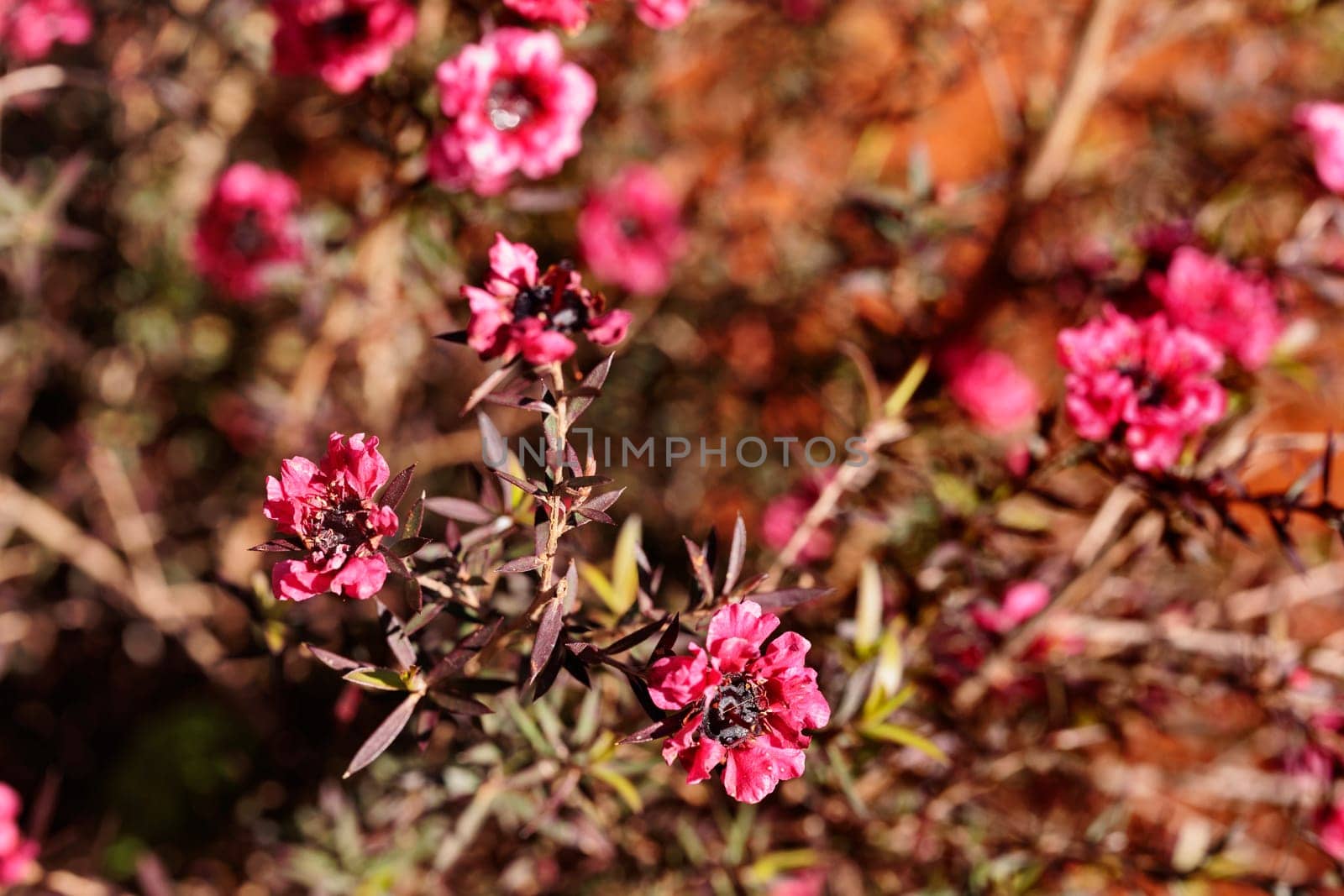 Flowering plant of  prickly tea tree ,  leptospermum juniperinum or New Zealand tea tree