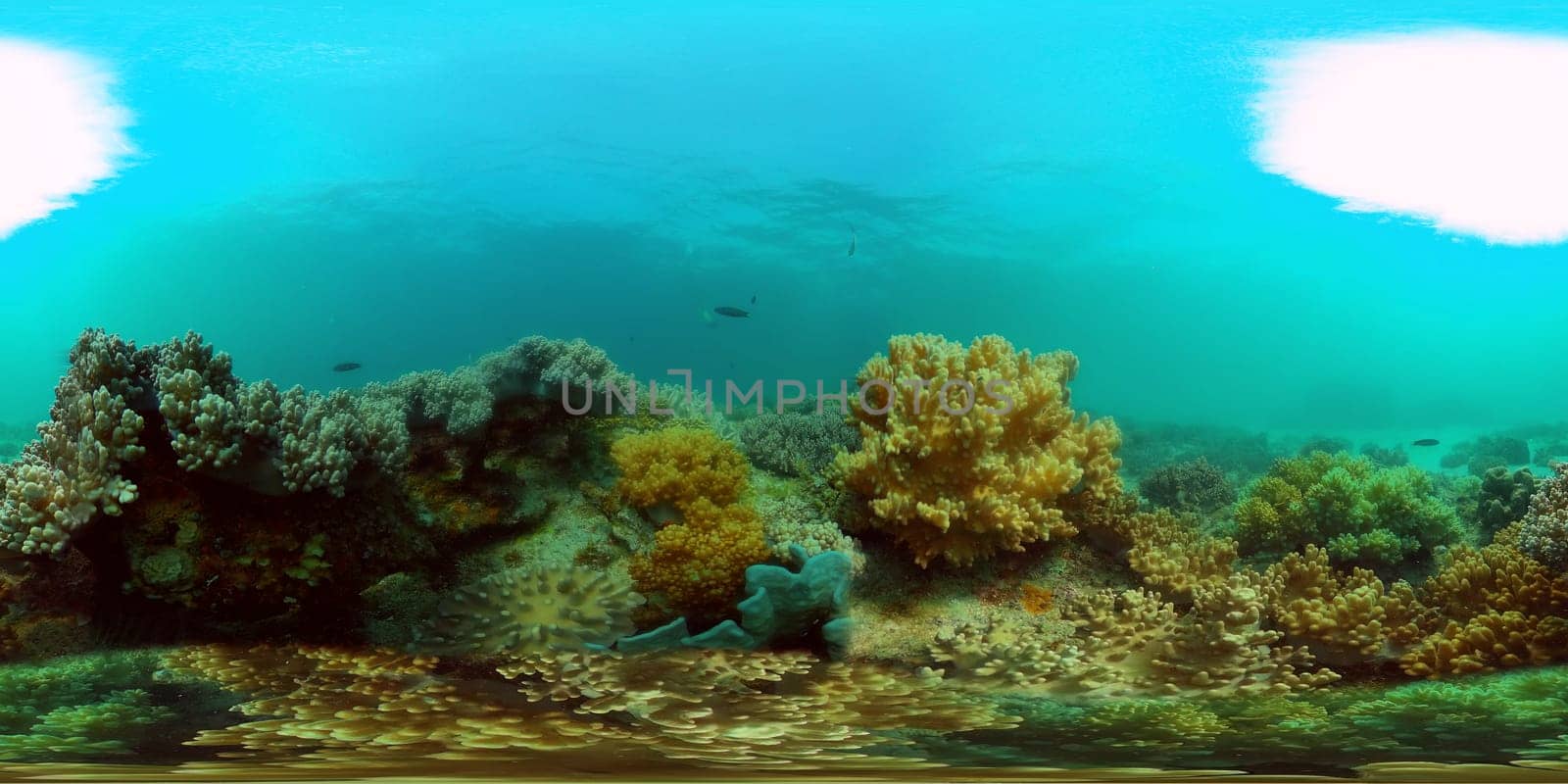 Tropical coral reef and fishes underwater. Hard and soft corals. Philippines. Virtual Reality 360.