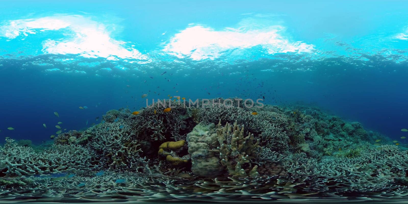 Colourful tropical coral reef. Scene reef. Seascape under water. Philippines. Virtual Reality 360.