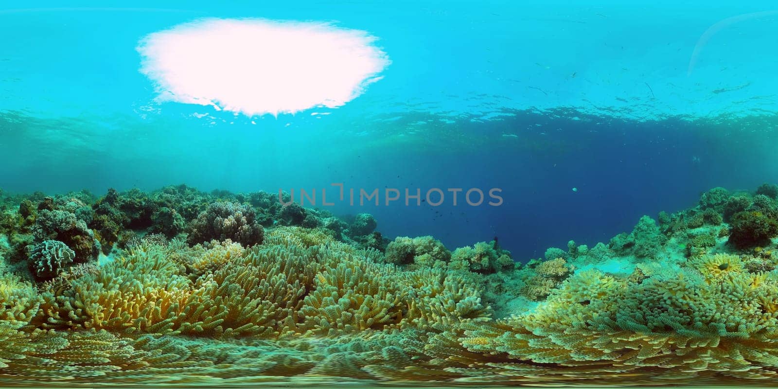 Colourful tropical coral reef. Hard and soft corals, underwater landscape. Philippines. Virtual Reality 360.