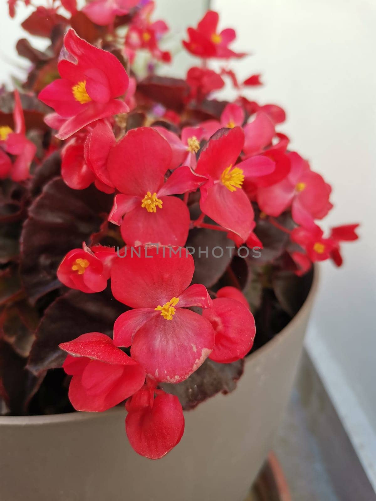 Houseplant begonia blooming with coral flowers, by Fran71