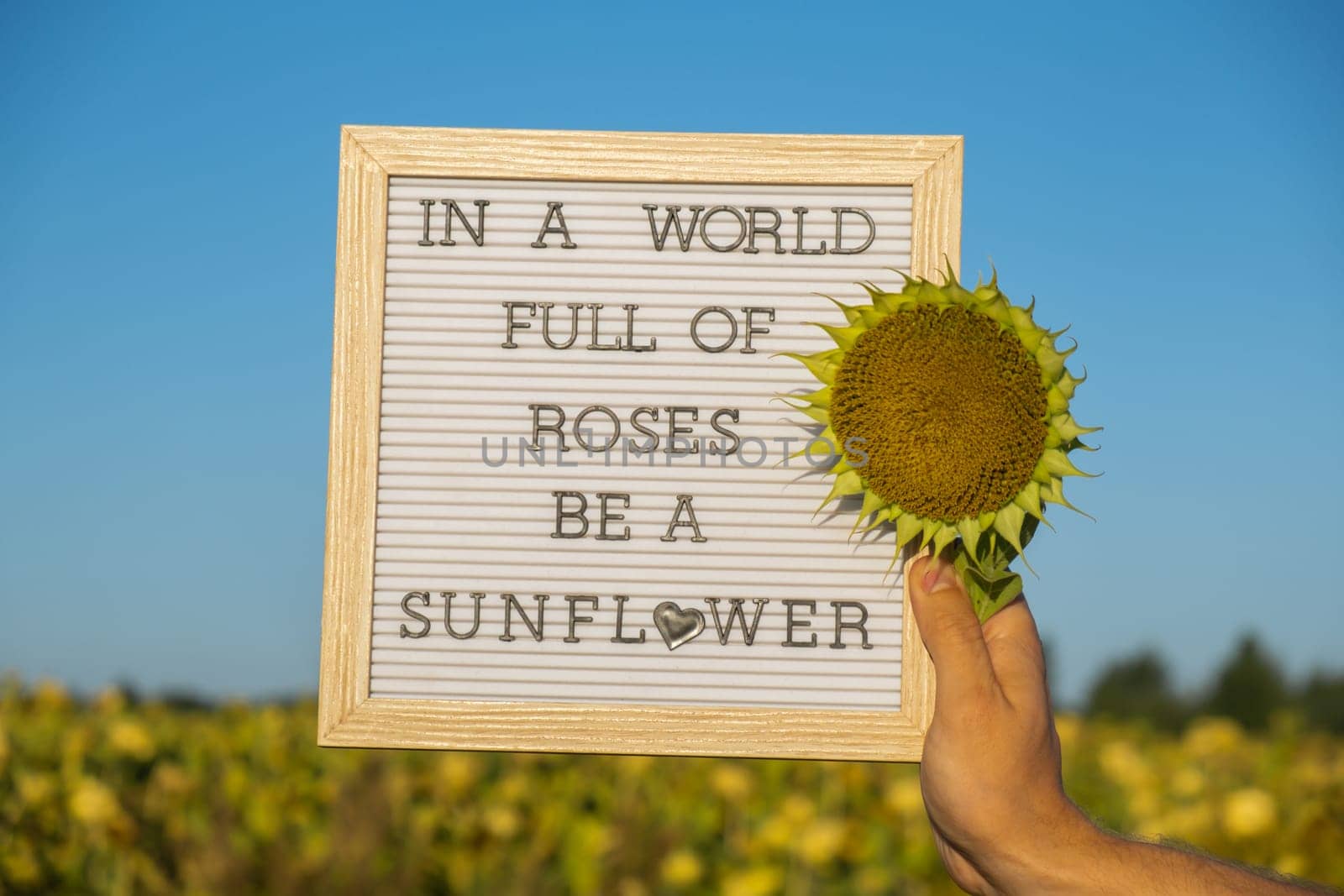 IN A WORLD FULL OF ROSES BE A SUNFLOWER text on white board next to sunflower field. Motivational caption inspirational quote. Be unique saying phrase humor concept. Sunny summer by anna_stasiia