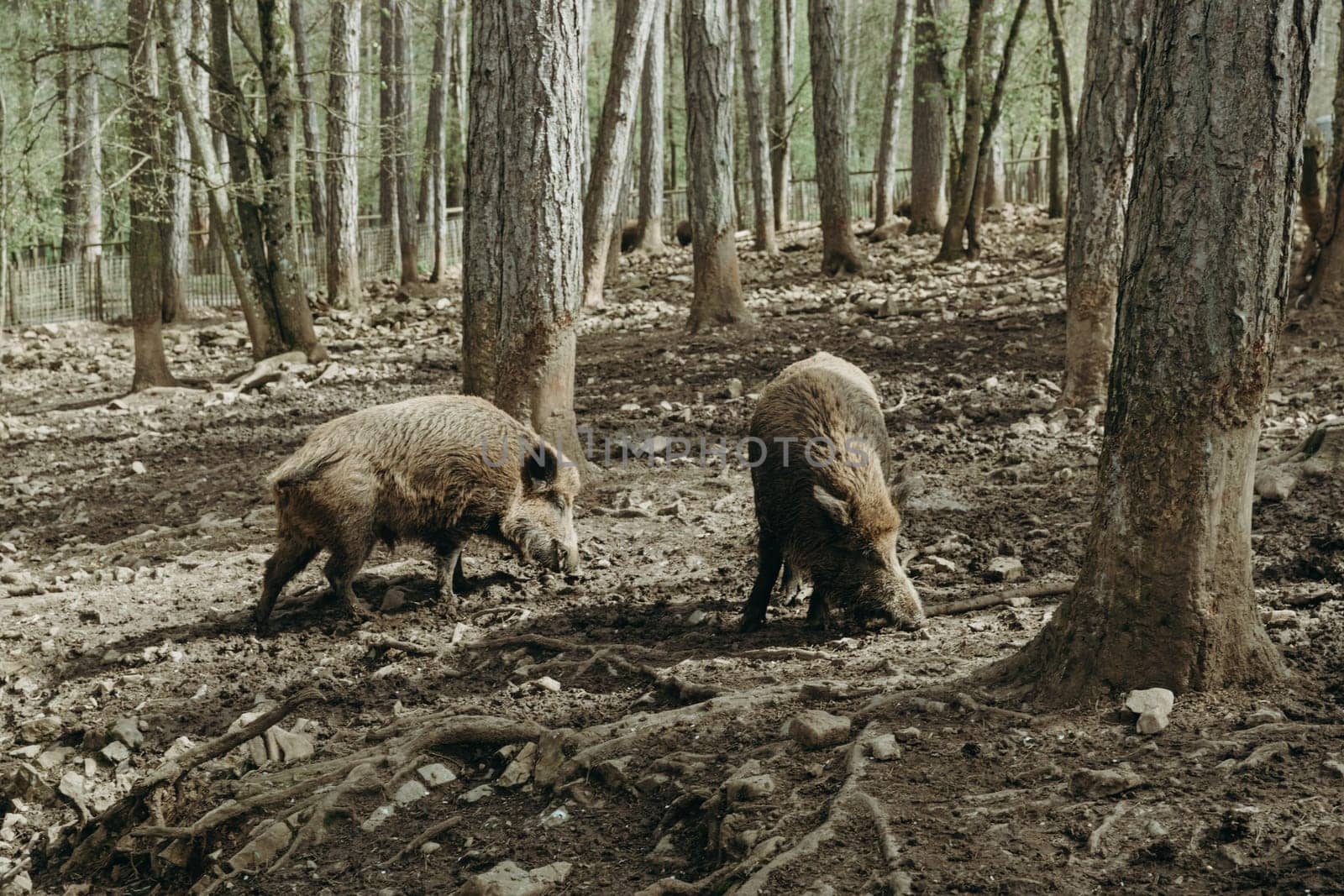 Two wild boars in the forest among the trees. by Nataliya