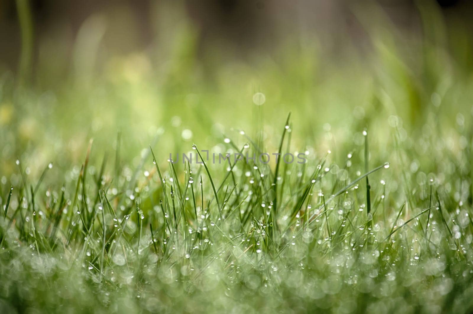 Close up view of a vibrant green field of grass covered in glistening water droplets, background is out of focus, contributing to a tranquil atmosphere