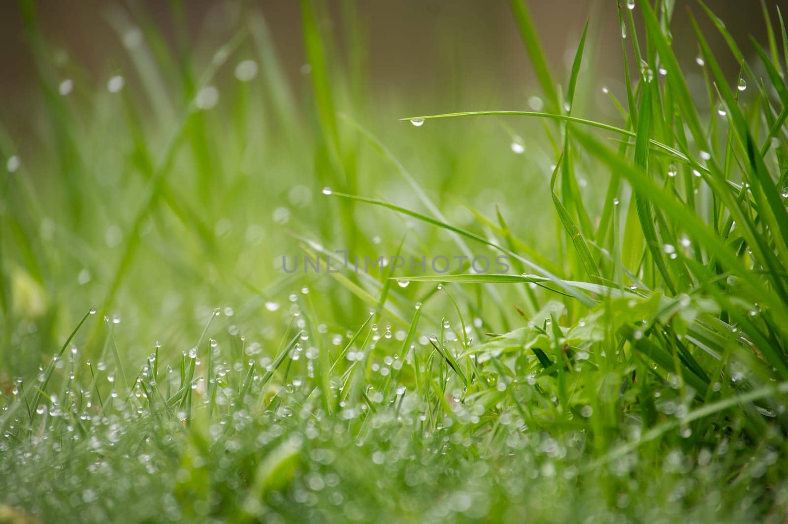 Green grass is covered with drops of morning dew by NetPix