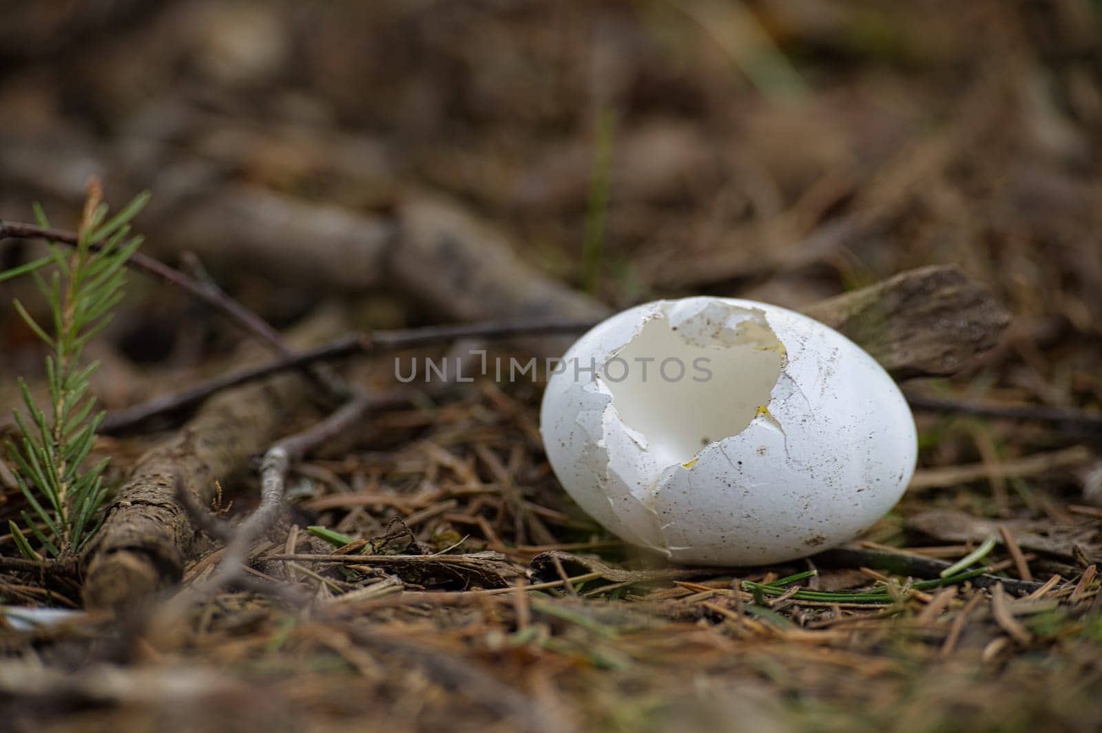 Damage eggshell among pine needles and bits of branches by NetPix