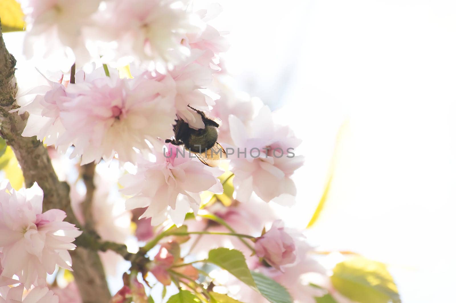 Beautiful nature scene with blooming sakura flowers and sun flare. Spring blossom background with free copy space