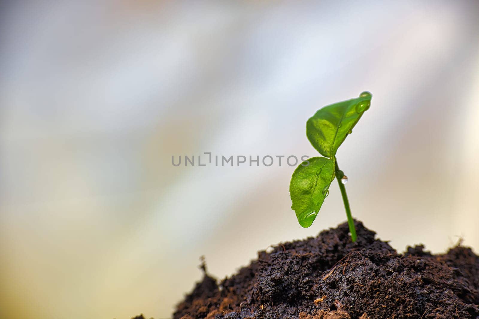 Small green seedling with vibrant green leaves growing from the rich, moist soil, droplet of water on the tips of the leaves, capturing the essence of freshness