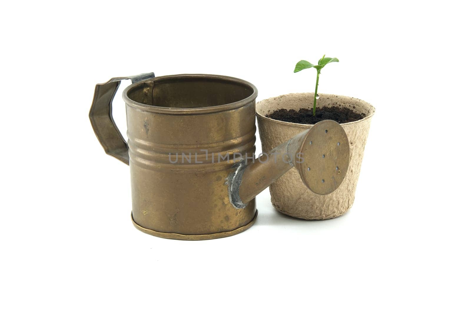 Seedling potted in biodegradable pot near watering can by NetPix