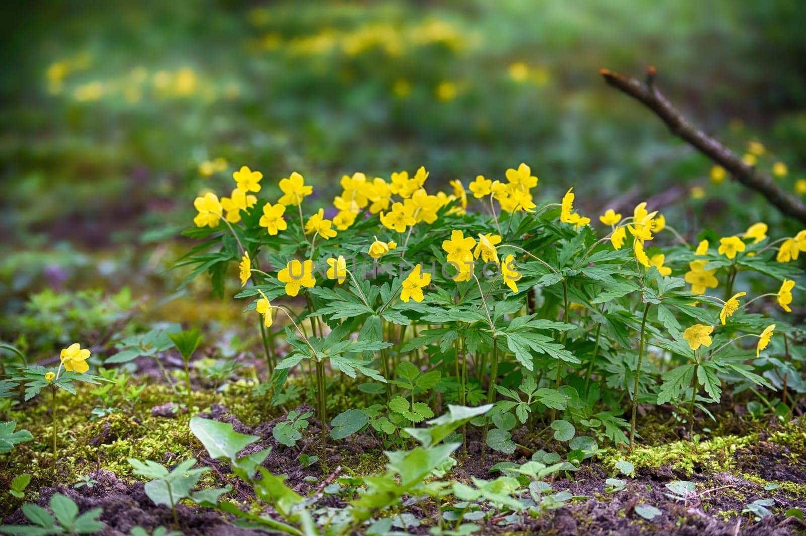 Cluster of yellow marsh marigold flowers growing in a forest setting. These flowers commonly called Caltha palustris, cowslip, king cup or marsh cup