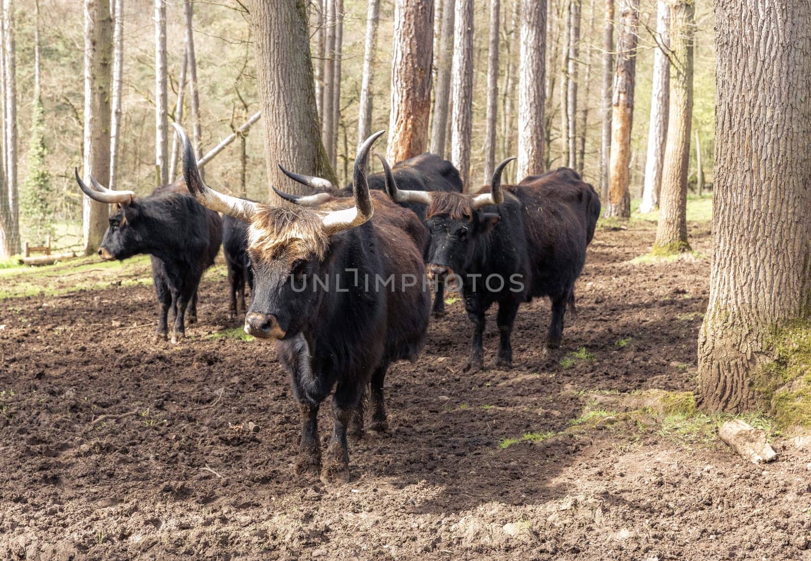 A herd of bison in the forest on a spring day. by Nataliya