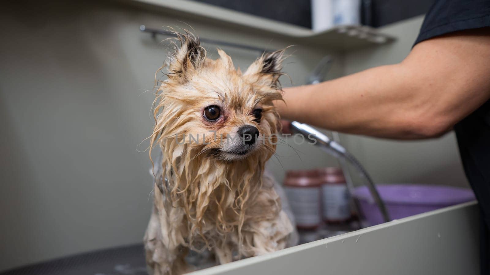 A woman showers a cute Pomeranian dog in a grooming salon. by mrwed54