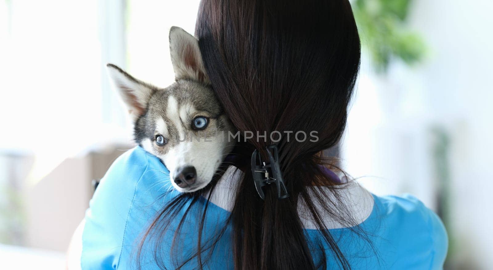 Veterinarian doctor stands with back and holds beautiful little husky dog in arms by kuprevich