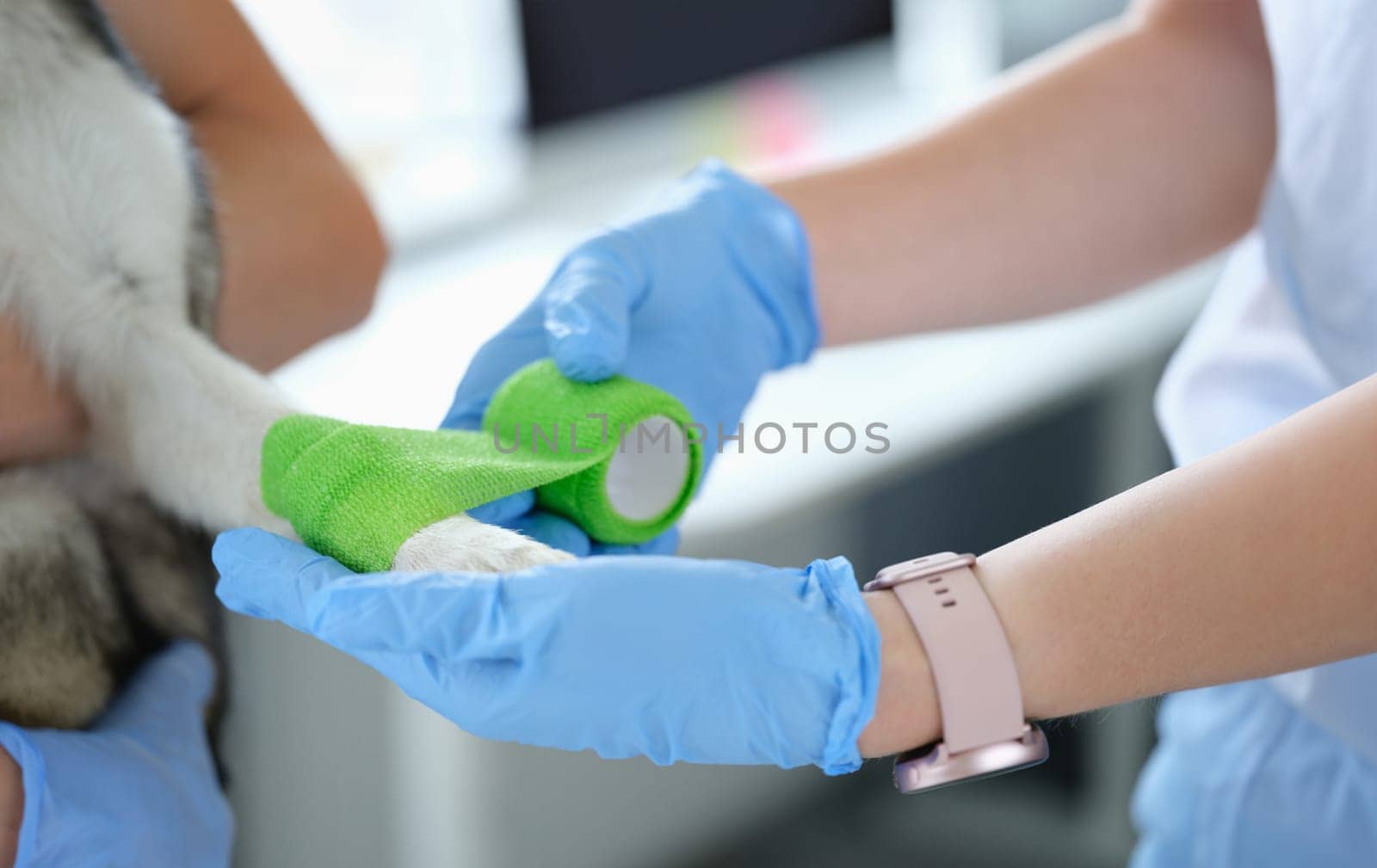 Veterinarian doctor bandages sore paw of dog closeup by kuprevich