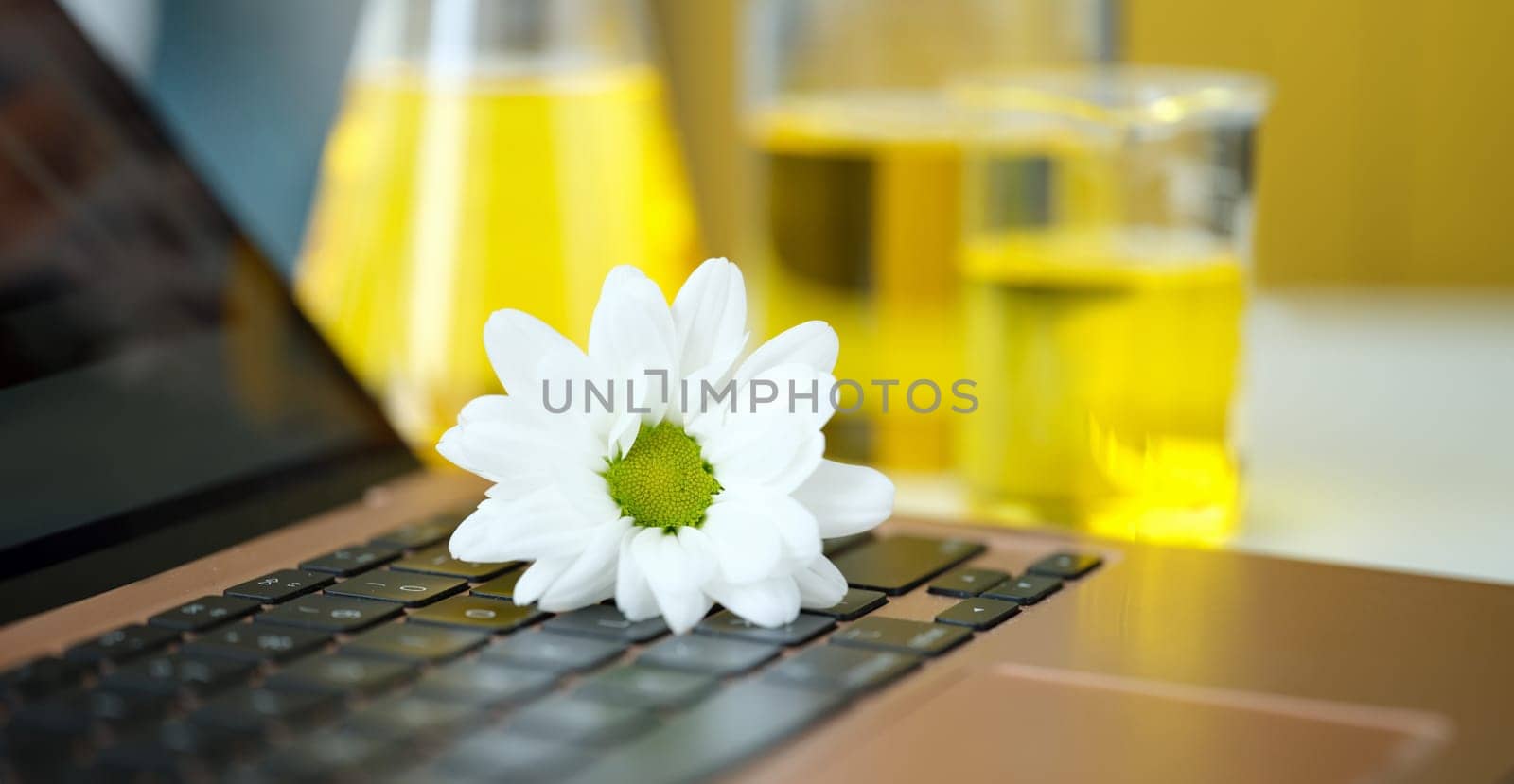 Fresh chamomile lies on laptop keyboard against background of essential oils. Skin benefits of chamomile concept