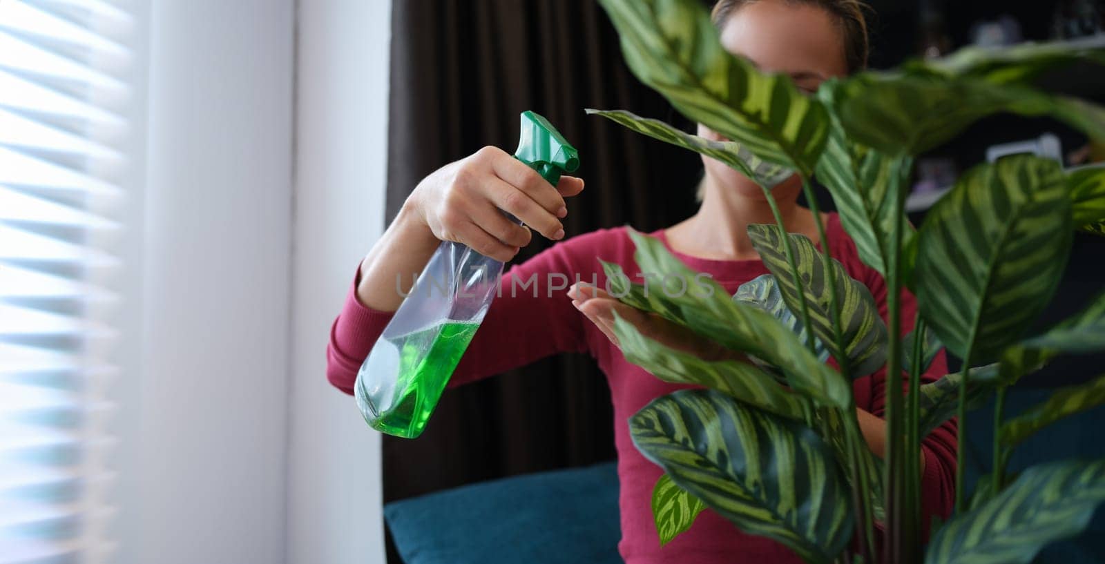 Woman puffing liquid on green plant in pot from spray bottle at home closeup by kuprevich