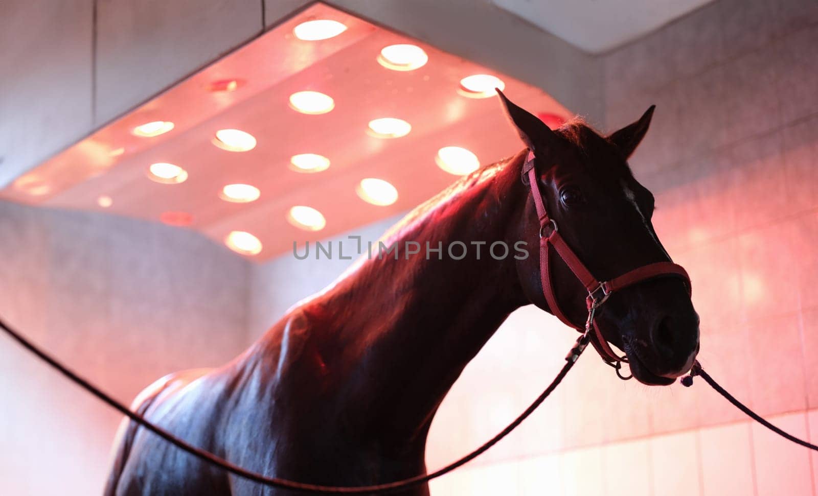 Sports horse stands after training in equine solarium. Horse recovery and rest concept