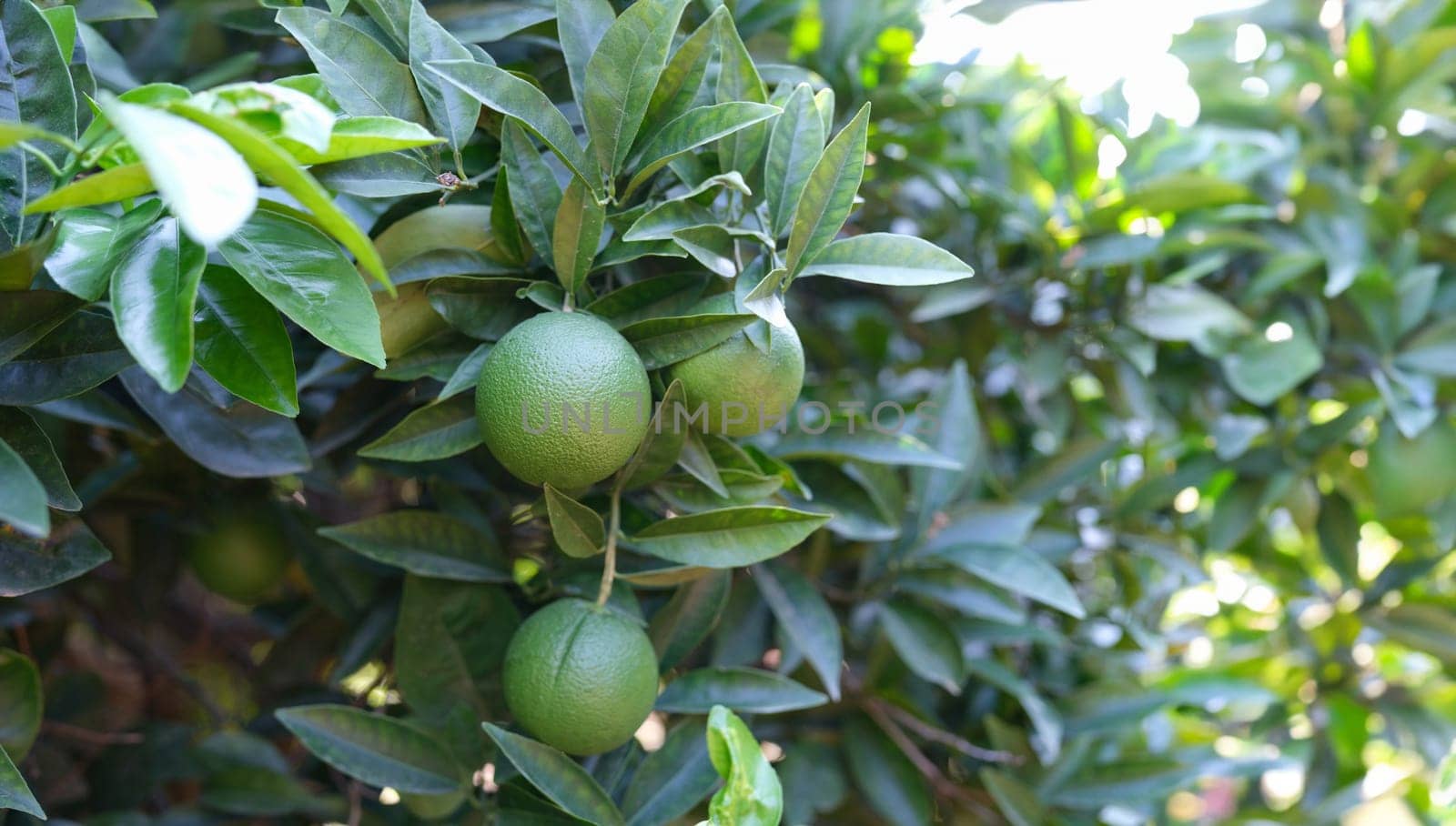 Unripe green tangerine growing on tree. Tropical garden