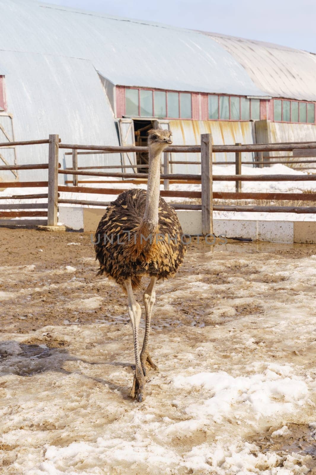 Ostriches standing in front of a building on an ostrich farm. Selective focus by darksoul72