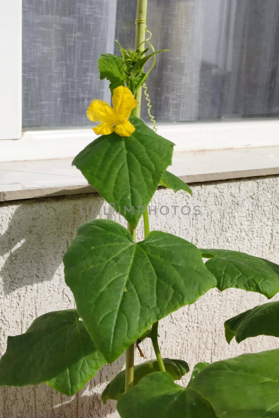 young green cucumber plant with yellow flowers and tendrils on the balcony.