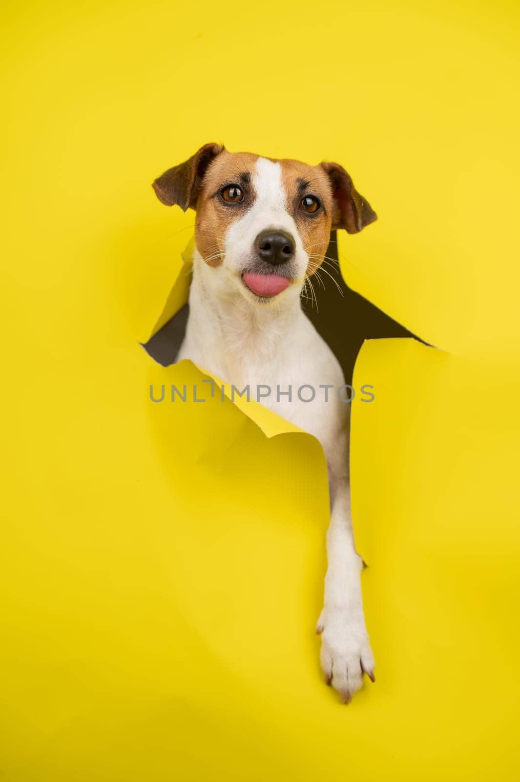 Cute Jack Russell Terrier dog tearing up yellow cardboard background. Vertical photo. by mrwed54