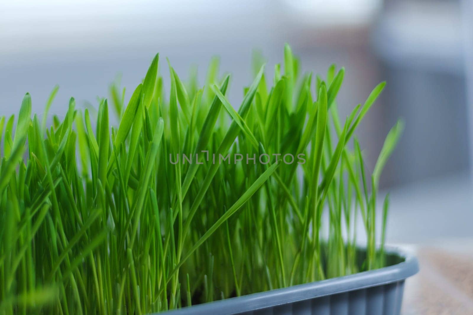 Filled to the brim with fresh green grass, possibly intended for cats or growing microgreens. by darksoul72