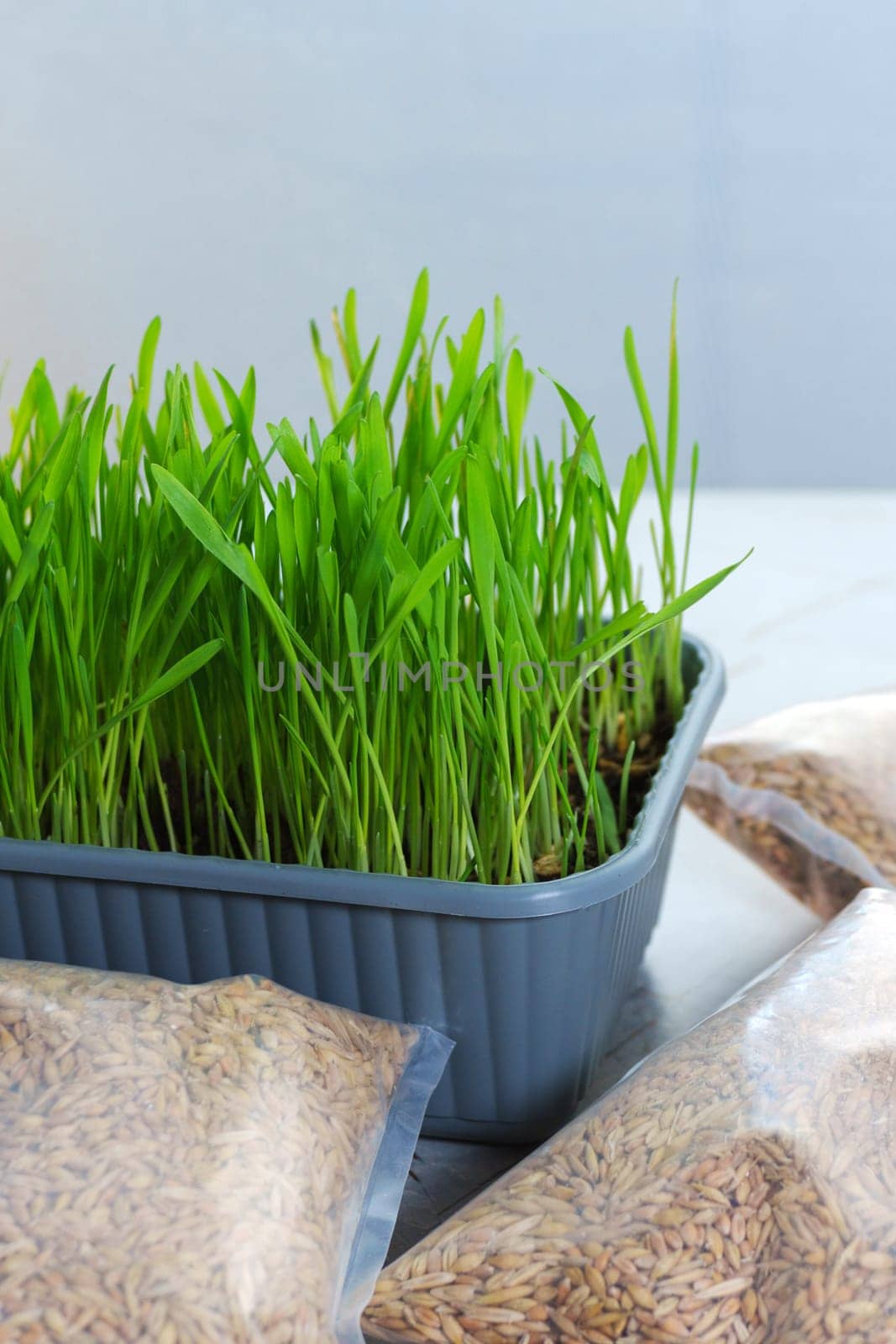 Fresh green grass, possibly intended for cats or growing microgreens. Flat lay. Vertical photo