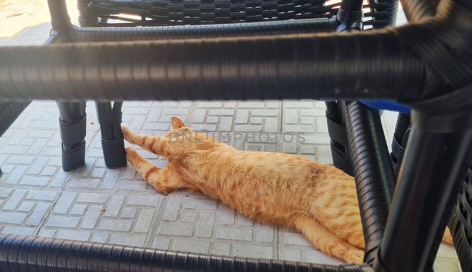 Shot of the cat playing outdoors on sunny warm evening