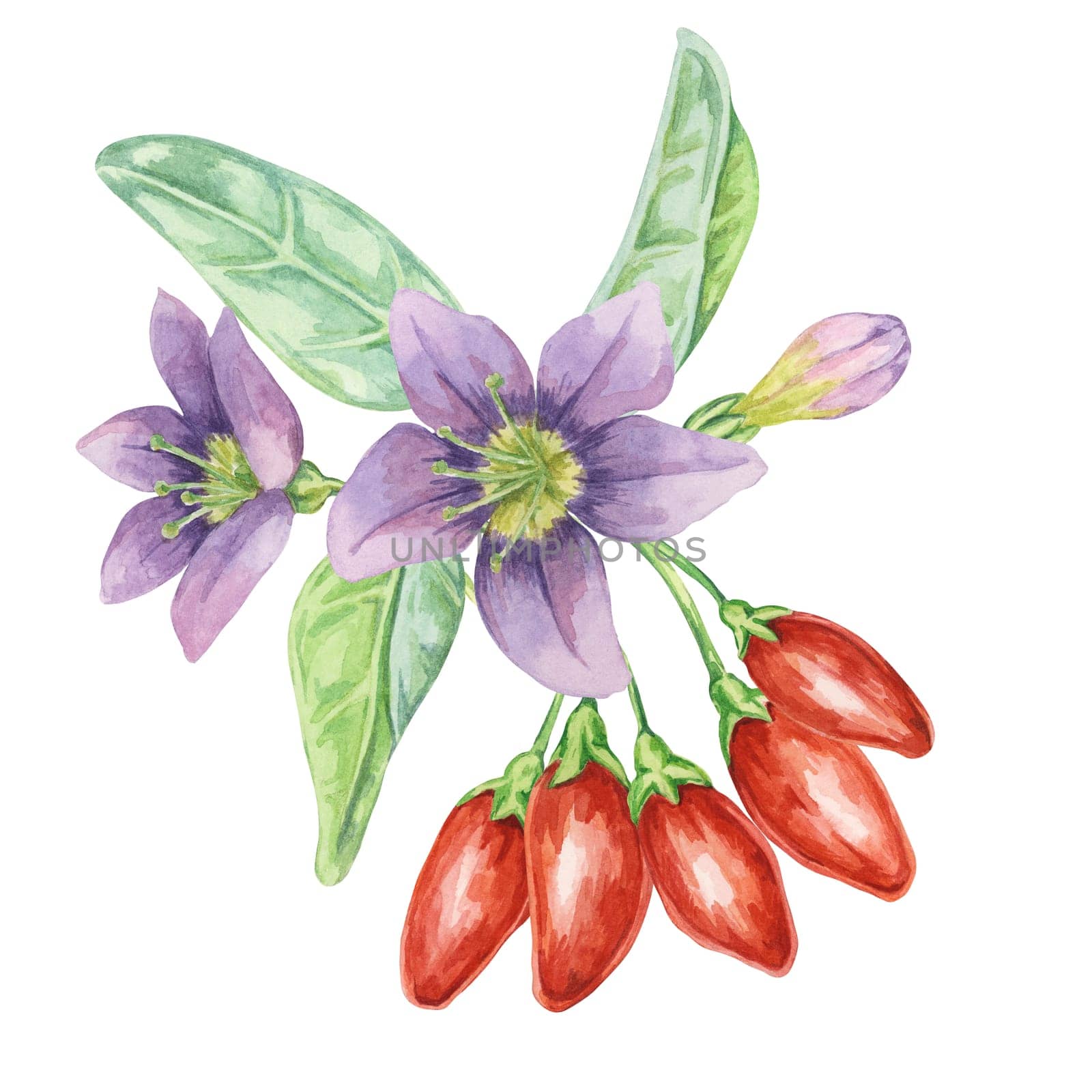 Goji berries with flowers in watercolor by Fofito